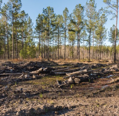 Wetlands Mitigation Services