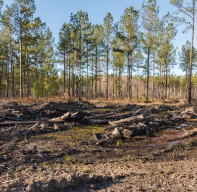 Wetlands Mitigation Services